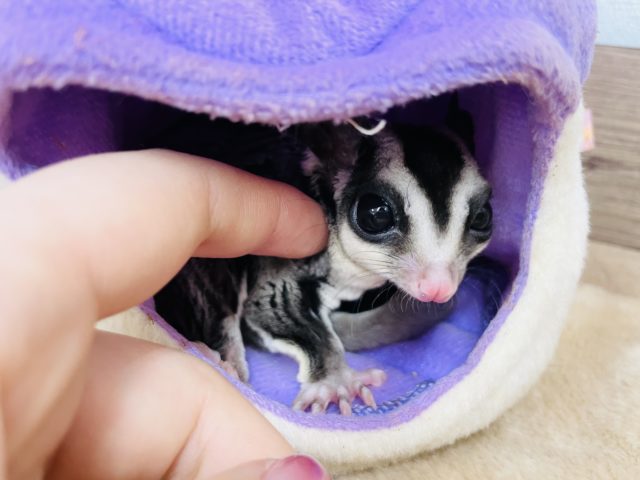 フクロモモンガ