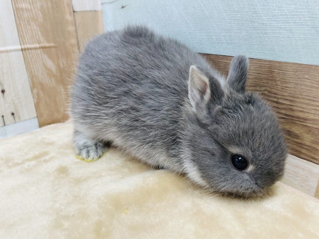 ネザーランドドワーフ