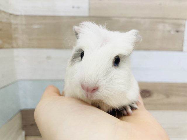 クレステッドモルモット