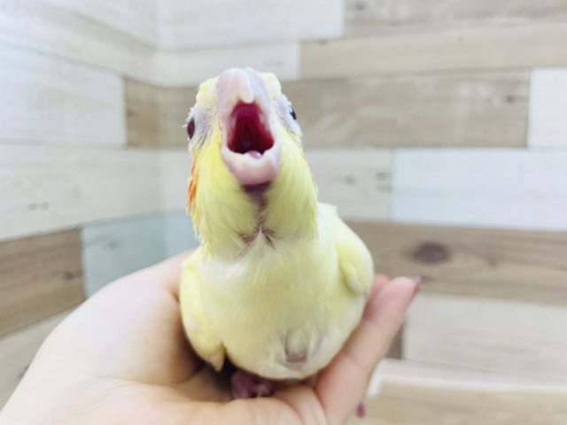 オカメインコ