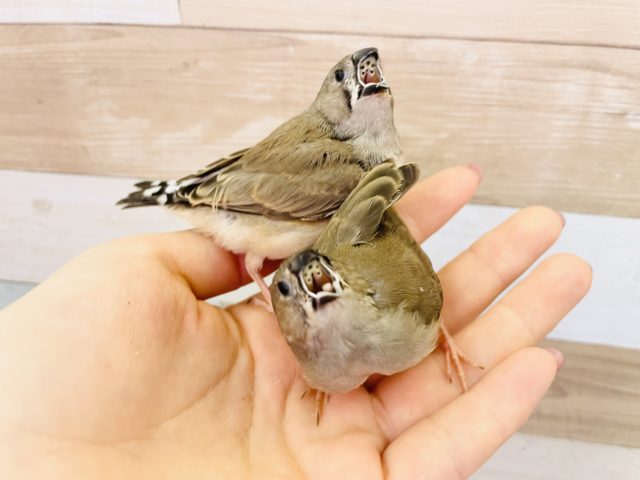 錦花鳥（キンカチョウ）