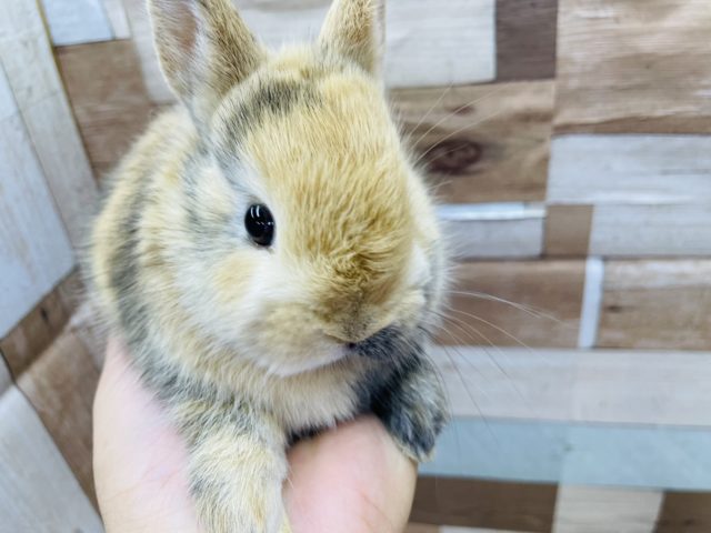 ネザーランドドワーフ