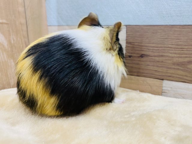 イングリッシュモルモット