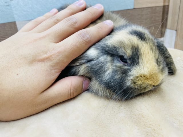 ロップイヤーラビット