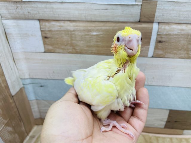 オカメインコ