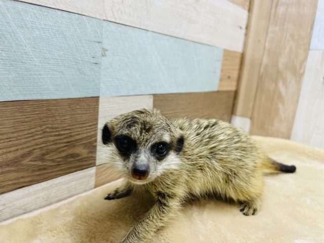 ミーアキャット