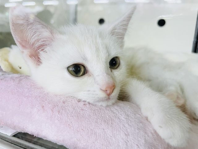 スコティッシュフォールド