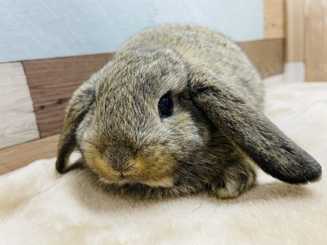 ロップイヤーラビット