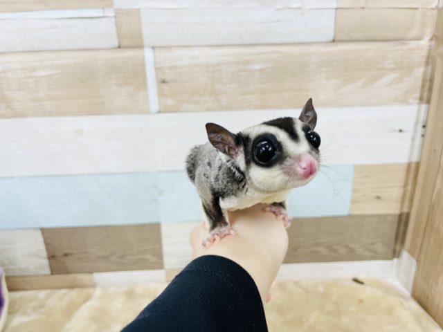 フクロモモンガ