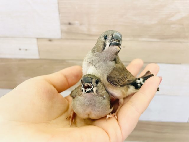 錦花鳥（キンカチョウ）