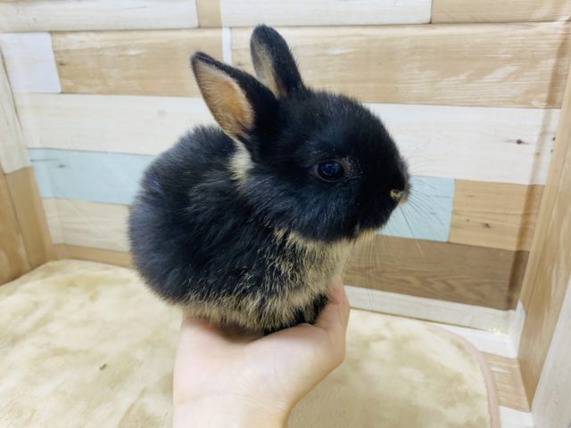 ネザーランドドワーフ