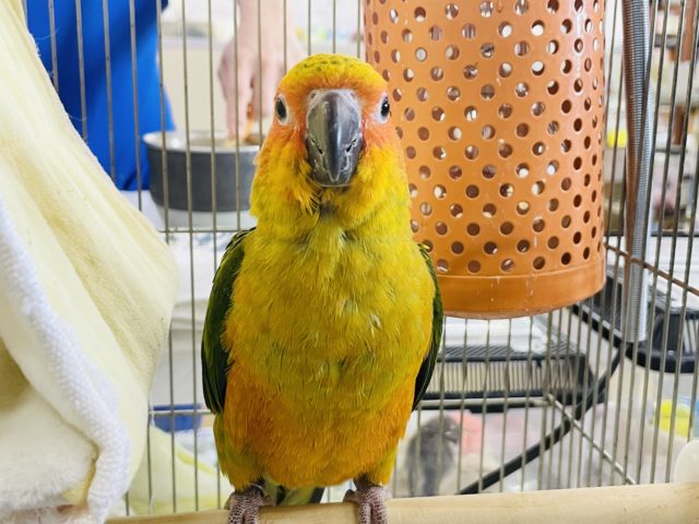 コガネメキシコインコ