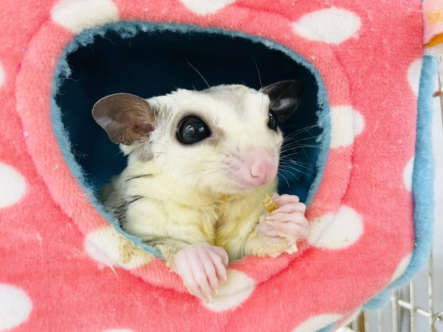 フクロモモンガ