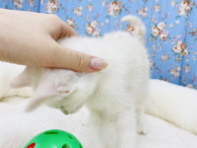 スコティッシュフォールド