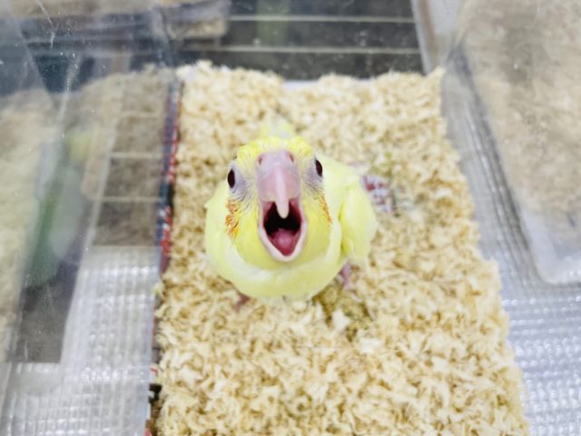 オカメインコ