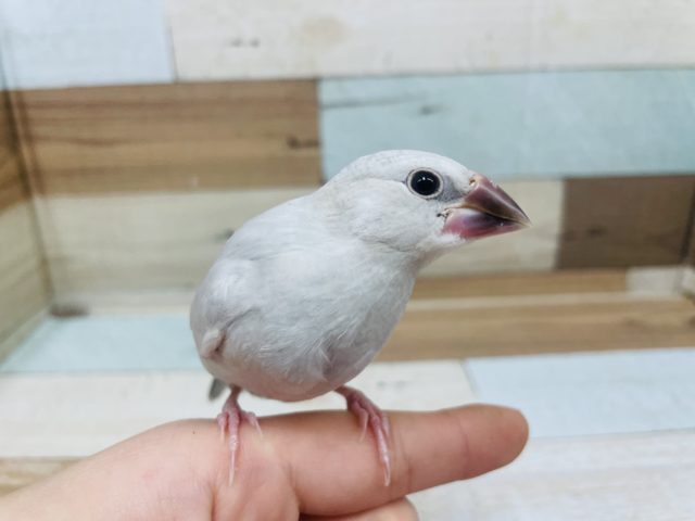 シルバー文鳥