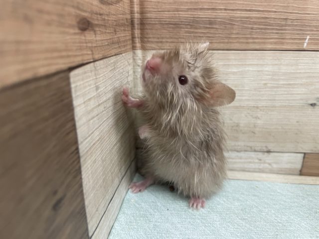 ゴールデンハムスター