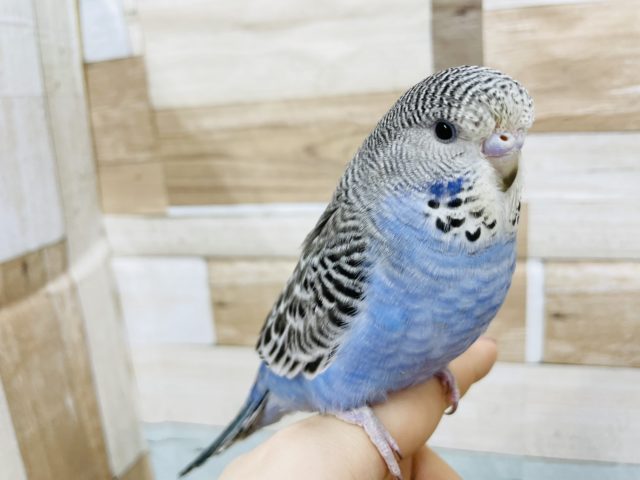 ジャンボセキセイインコ