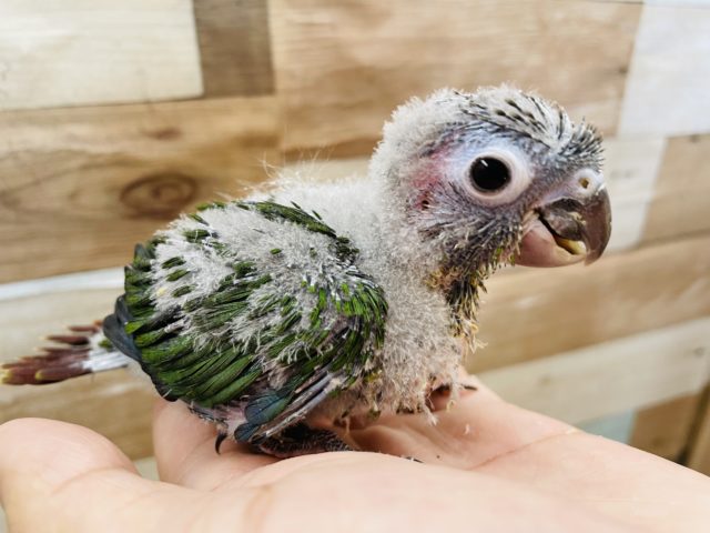ホオミドリウロコインコ