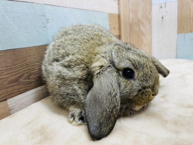 ロップイヤーラビット