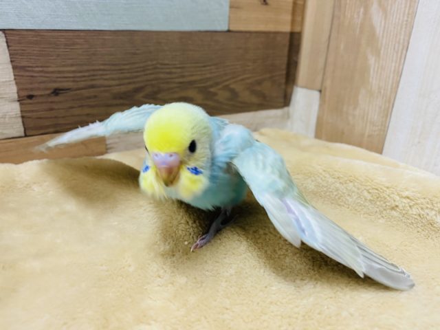 セキセイインコ