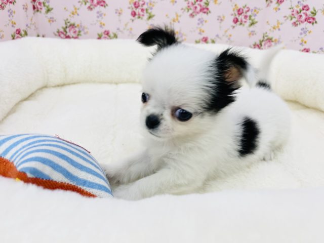 ギャップの宝石箱♥️激かわチワワちゃん(ホワイト&ブラック) チワワ