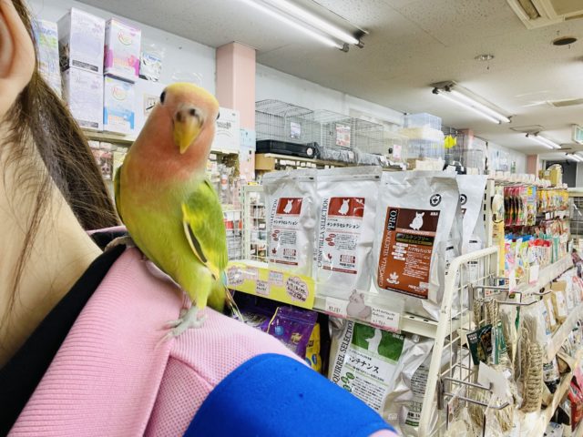 コザクラインコ（小桜インコ）