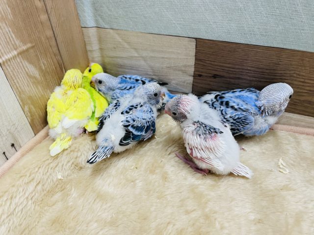 セキセイインコ