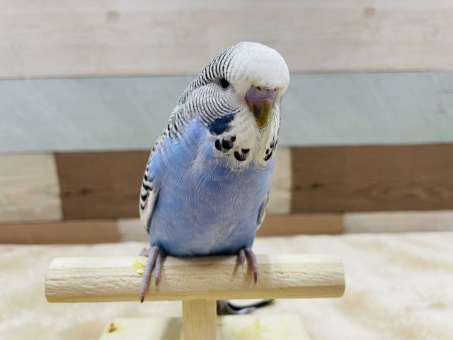 ジャンボセキセイインコ