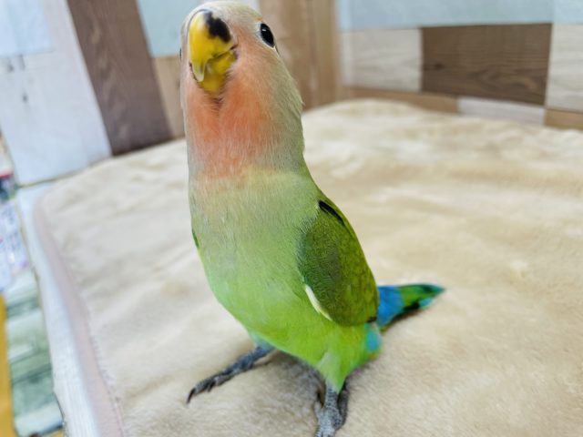 コザクラインコ（小桜インコ）