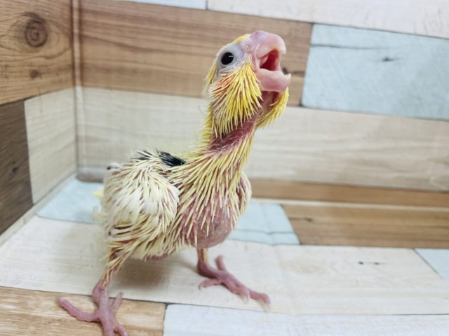 オカメインコ