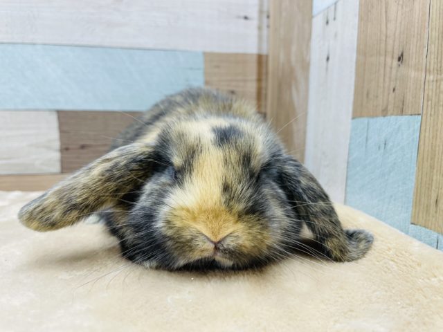 ロップイヤーラビット