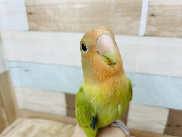 コザクラインコ（小桜インコ）