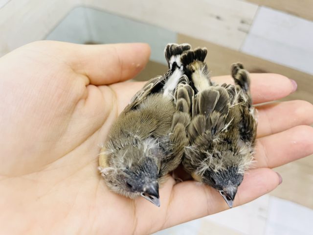 錦花鳥（キンカチョウ）