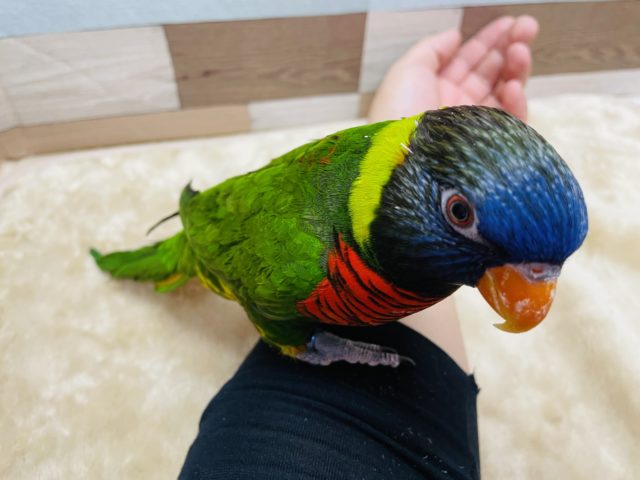 ゴシキセイガイインコ