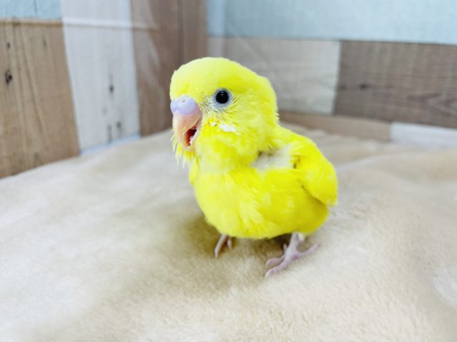 セキセイインコ