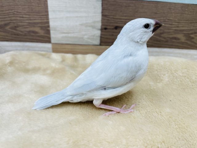 シルバー文鳥