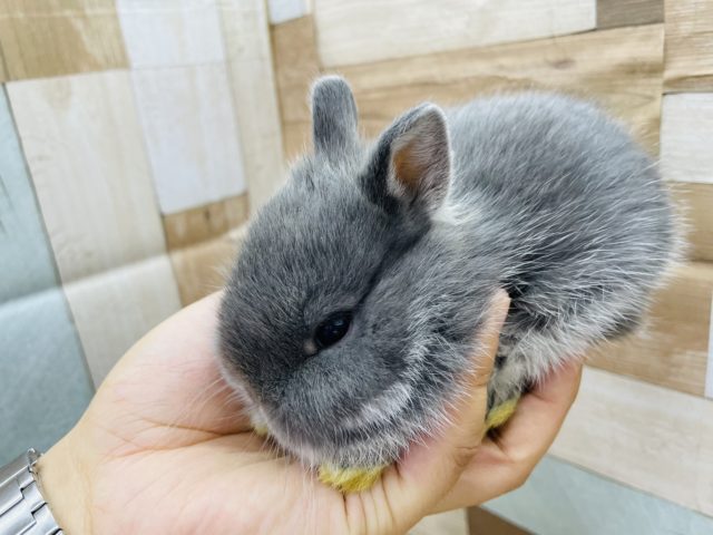 ネザーランドドワーフ