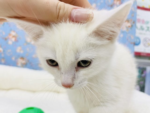 スコティッシュフォールド