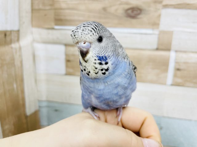 ジャンボセキセイインコ