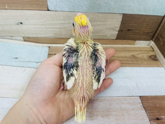 オカメインコ