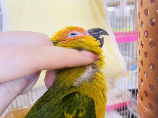 コガネメキシコインコ