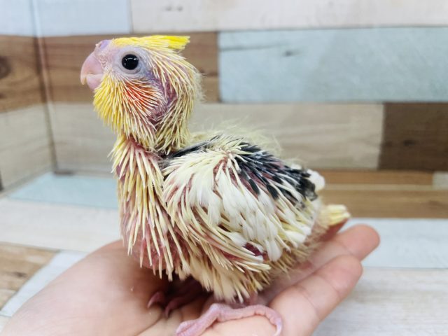 オカメインコ