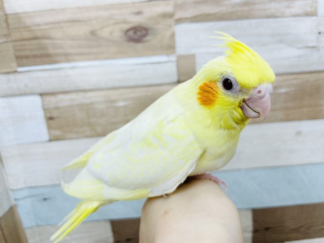 オカメインコ
