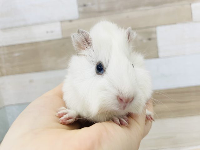 アビシニアンモルモット