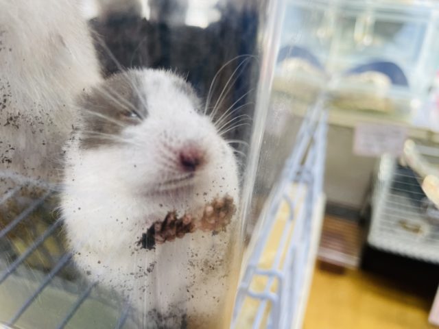 ゴールデンハムスター