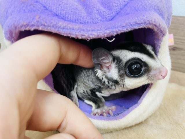 フクロモモンガ