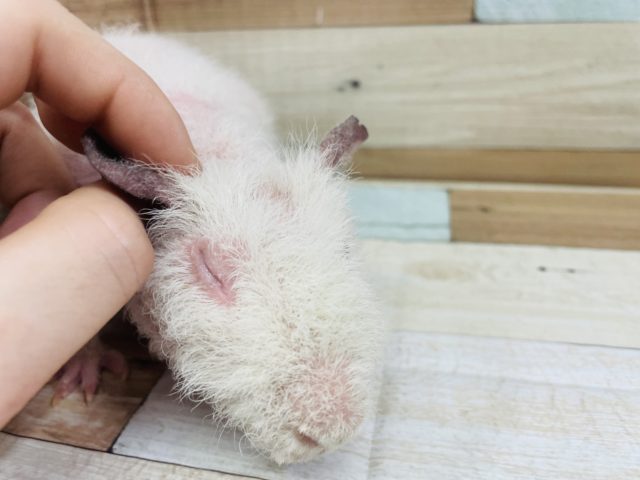 スキニーギニアピッグ