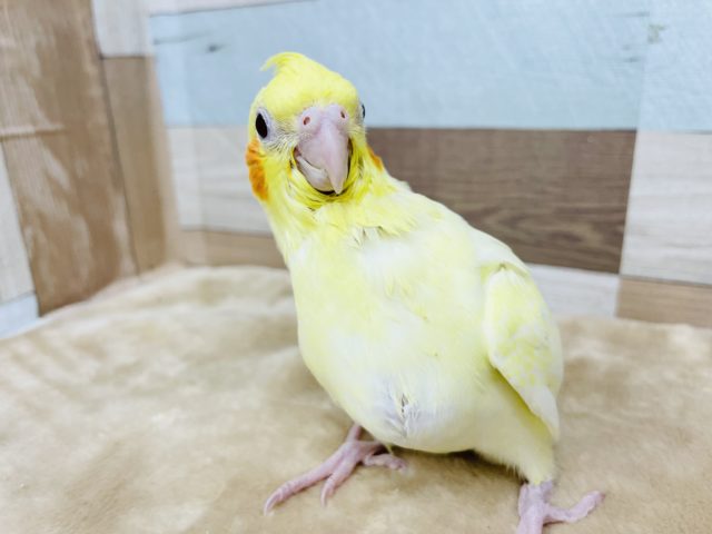 オカメインコ