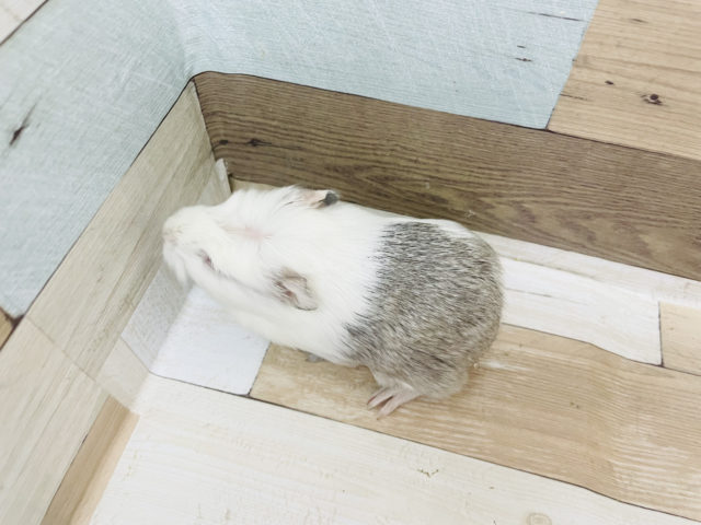 クレステッドモルモット